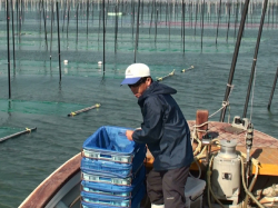 柳川両開海苔生産者の田中さん